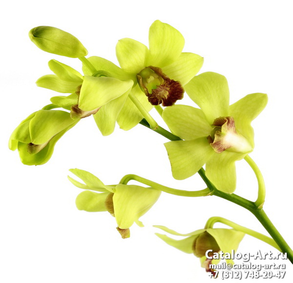 Yellow orchids 19